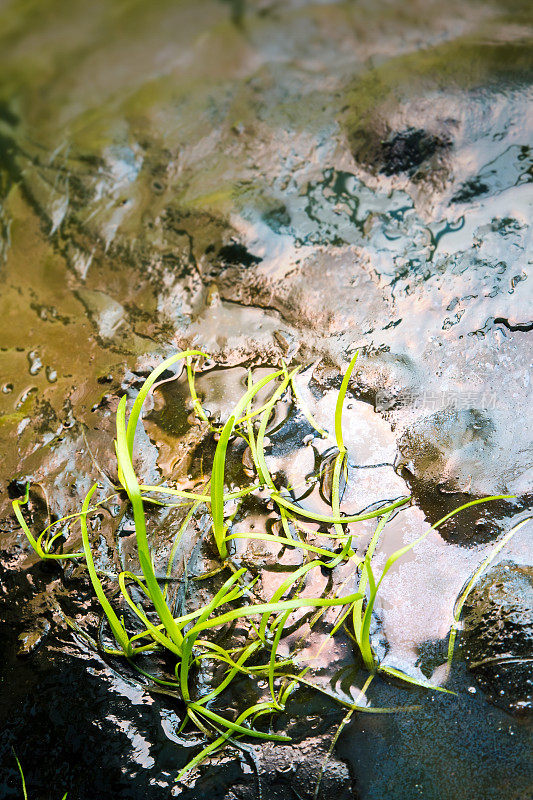 绿藻生长在死水表面