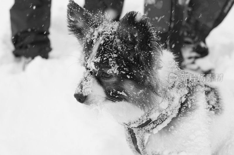 勇敢的小蝶耳犬在冬天的山上被雪覆盖