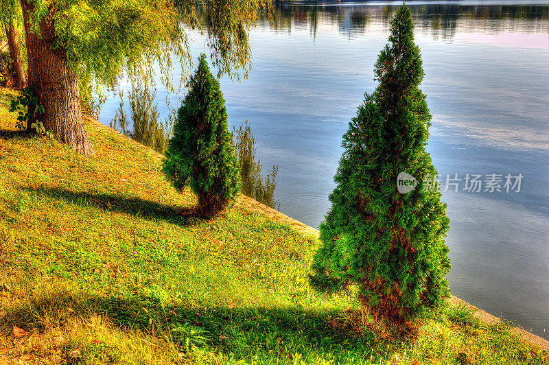 湖边的两株美洲乔木(Thuja)