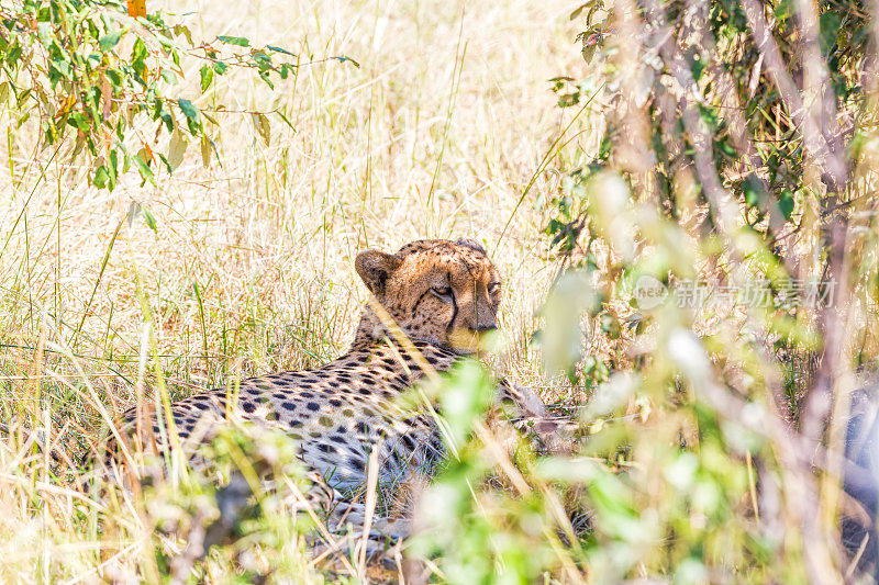 在灌木丛后休息，睡眼惺忪的猎豹在野外
