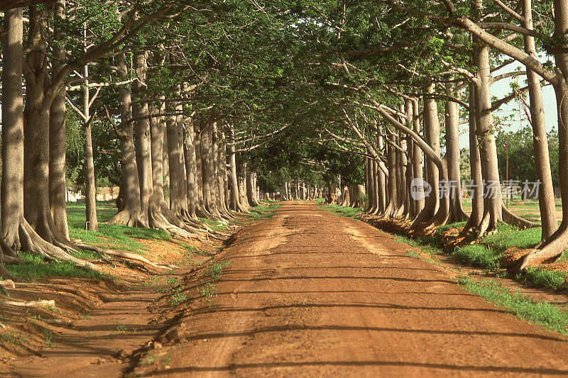 殖民道路两旁的木棉树布基纳法索西非