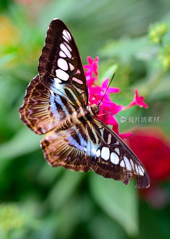蝴蝶在一朵花上09