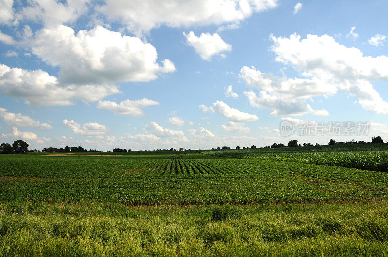 爱荷华州的大豆。