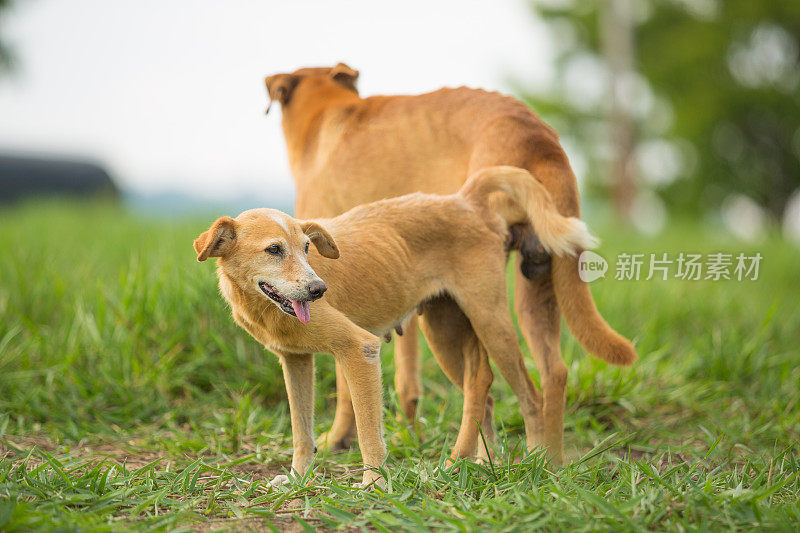 街上的狗交配