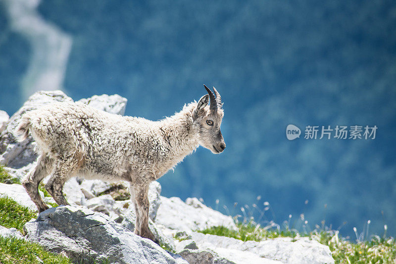 意大利阿尔卑斯山陡峭悬崖上的岩羚羊