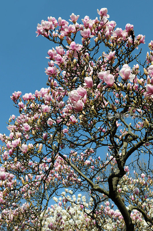 粉红色的木兰树在春天开花