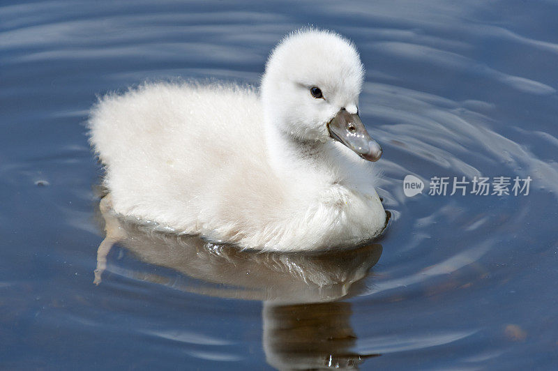 疣鼻天鹅，天鹅色，鸡