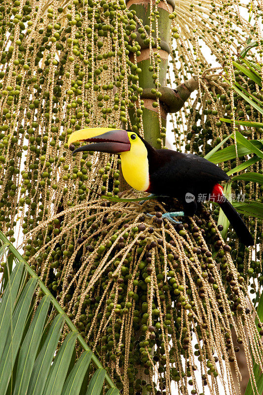 黑颚巨嘴鸟从一棵棕榈树上采摘浆果，哥斯达黎加托图盖罗