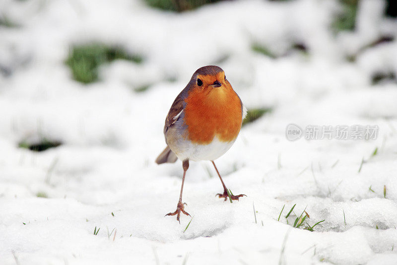 罗宾(红心rubecula)