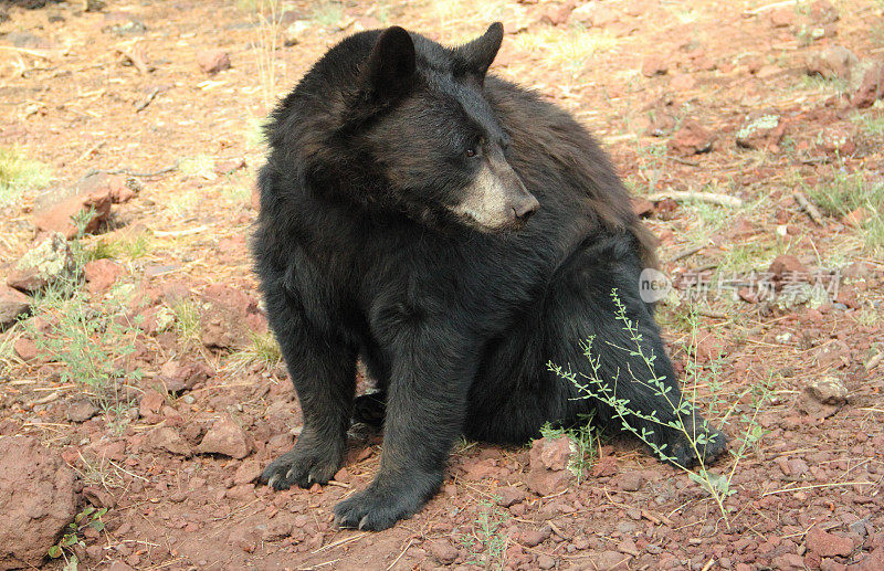 黑熊美洲熊