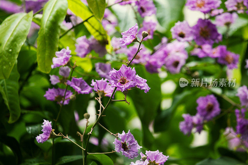 花浸-热带花近