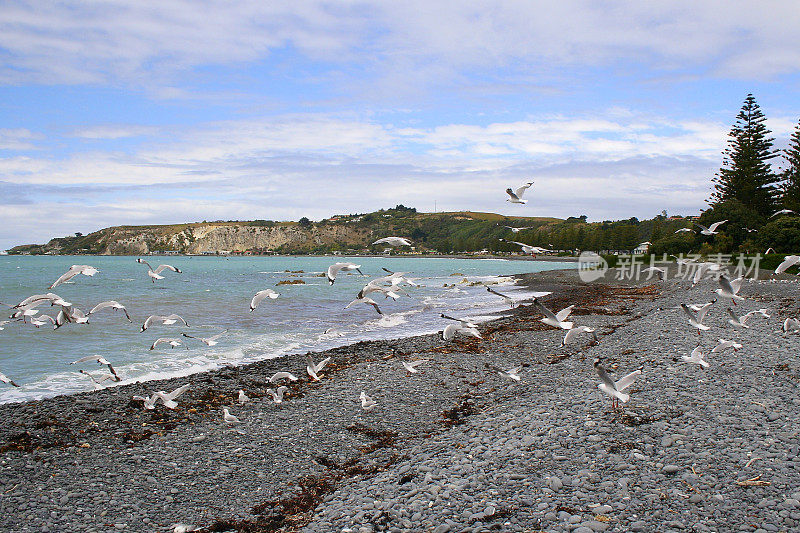 一群海鸟在凯库拉湾的水海滩上飞翔，在壮观的天空白云，坎特伯雷地区，南新西兰的景色