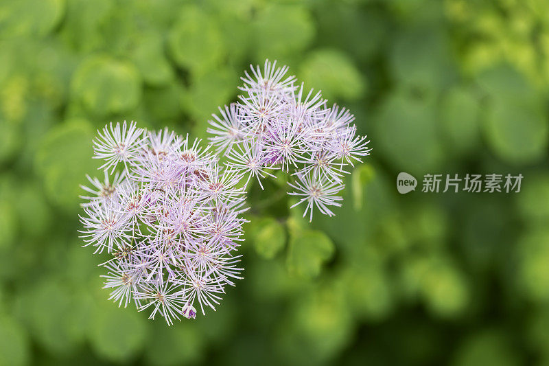 草地花朵街