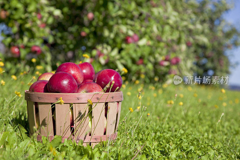 秋天收获苹果
