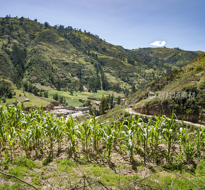 秘鲁瓦拉兹附近安第斯山脉的玉米作物很高