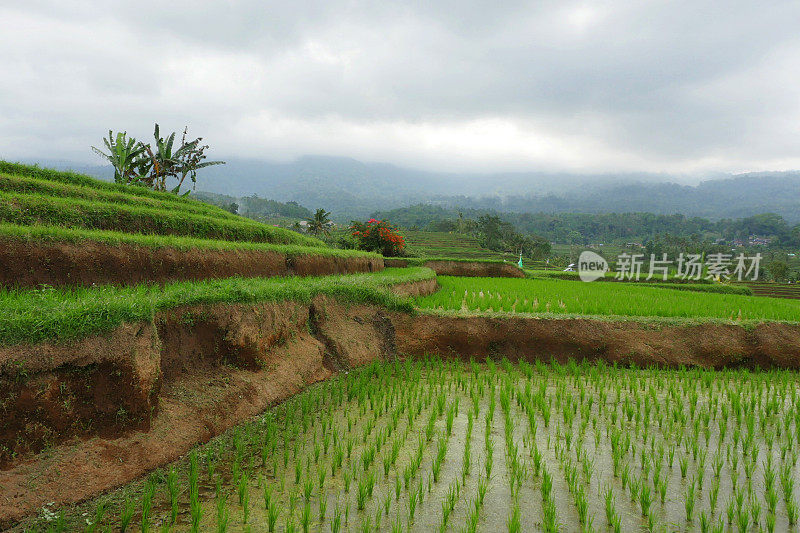 在印尼巴厘岛的Jatiluwih，美丽的绿色梯田，在自然乡村旅游和度假农业的概念