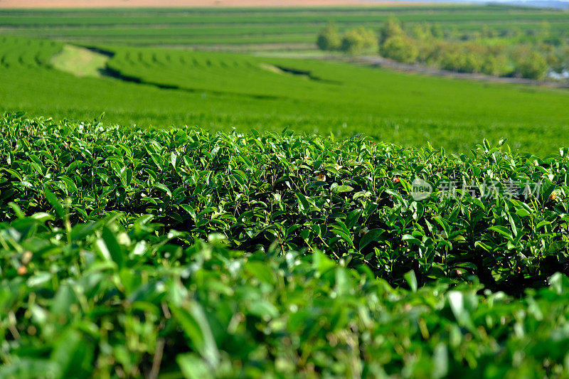 茶叶种植园字段