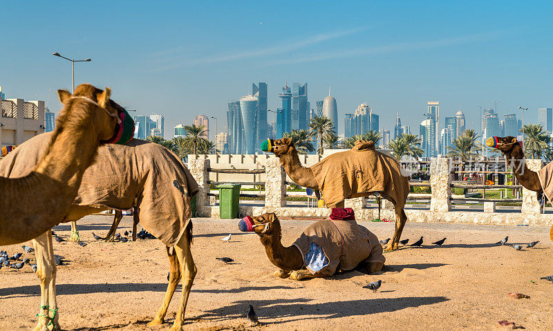 卡塔尔多哈瓦基夫市场的骆驼市场