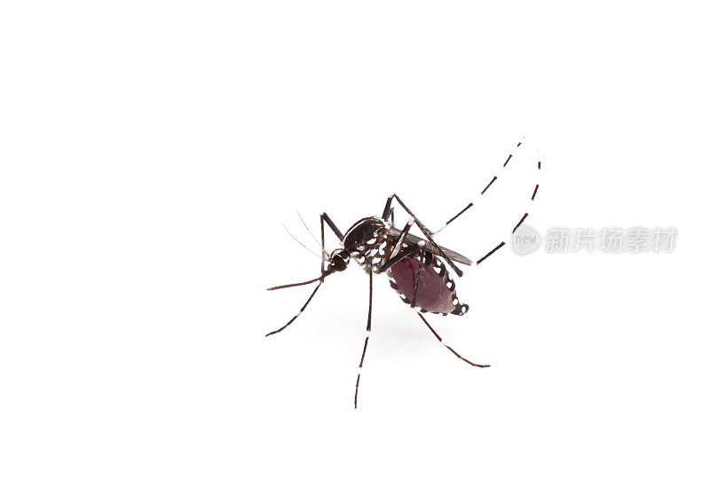 埃及伊蚊。近距离观察吸人血的蚊子，病媒