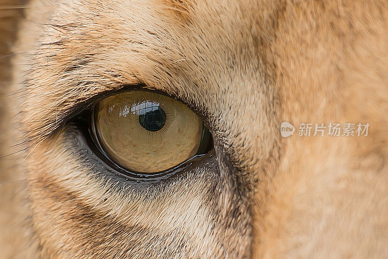 狮子的眼睛