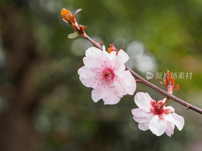 春花系列:公园里美丽的红梅绽放。
