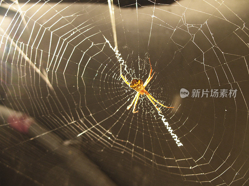 蜘蛛和网络