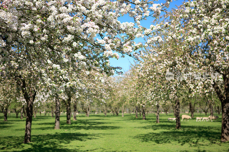 美丽的苹果园开花了