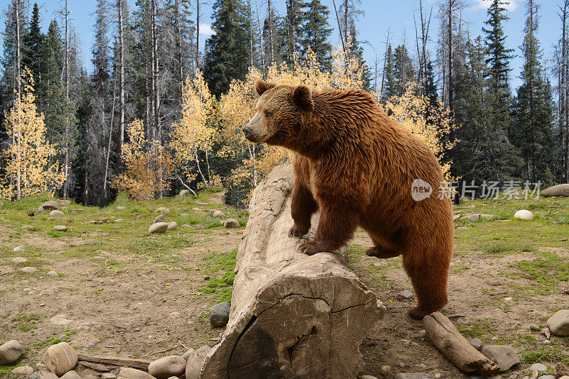 在秋天的树林里，灰熊爬过老原木