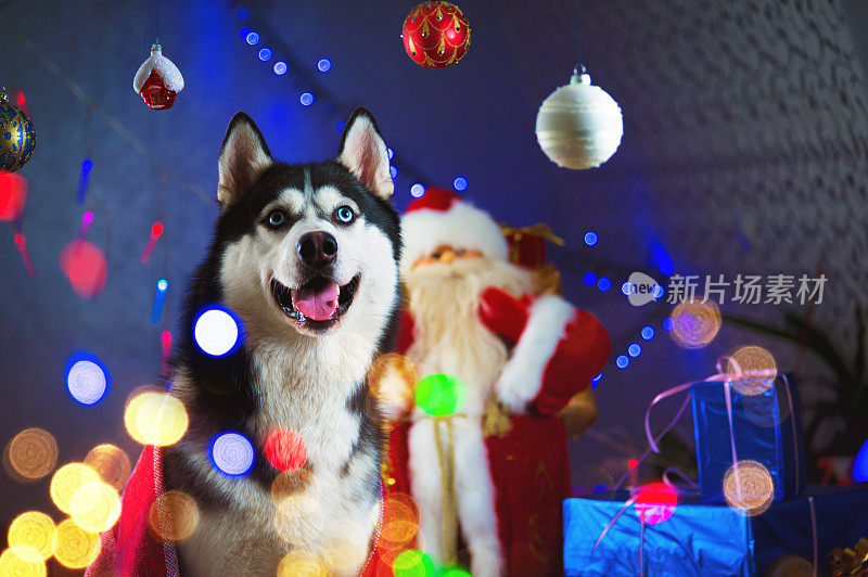 这只成年哈士奇雄犬裹在红色格子毯中，周围是彩灯花环和新年玩具球，正等待着新年的到来