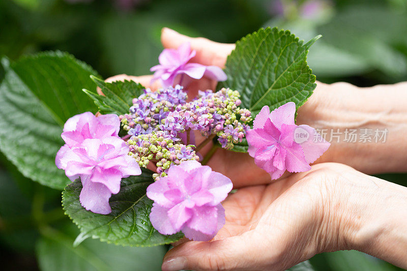 粉红色的绣球花