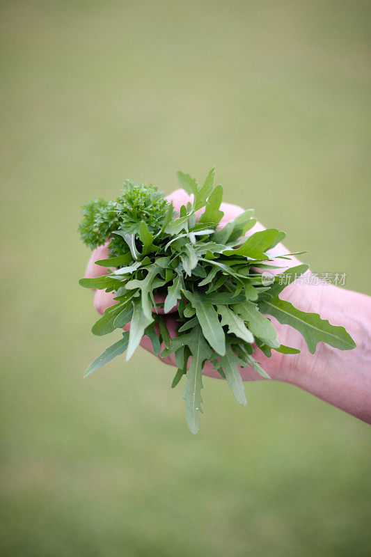 手里拿着刚从花园里摘来的香草