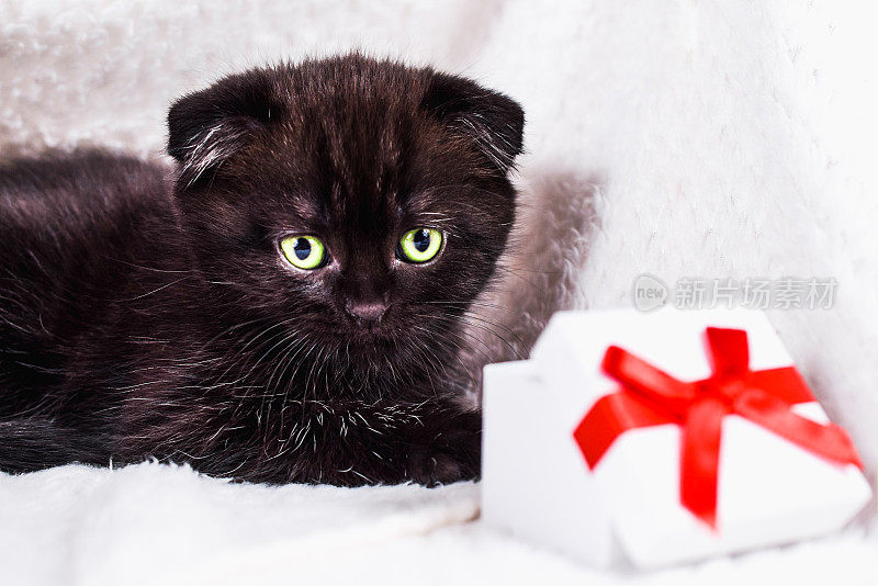 苏格兰折叠小猫在格子与礼盒白色背景