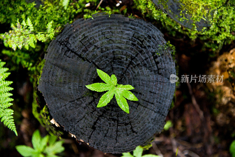 长在老树桩上的小植物