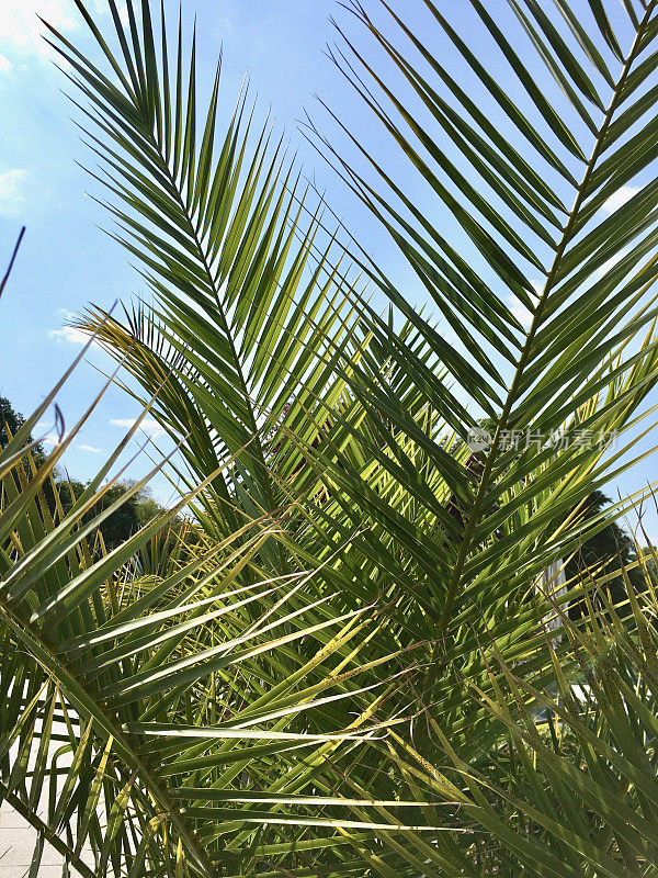 Palmtree关闭