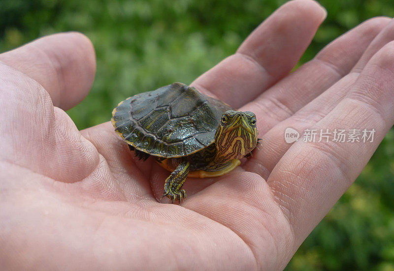 一只手拿着小乌龟，背景是树叶