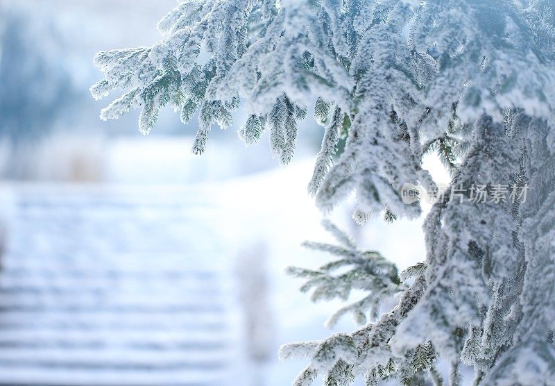 冬天的景象-结霜的松枝