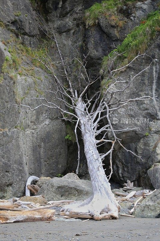 红宝石海滩，漂流日志，奥林匹克国家公园，太平洋海岸，华盛顿