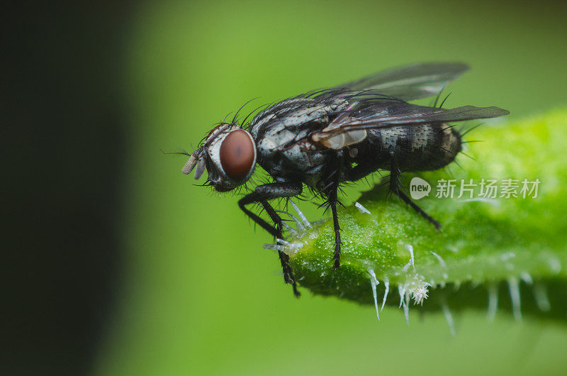 昆虫在自然界的绿叶上飞或吹飞。