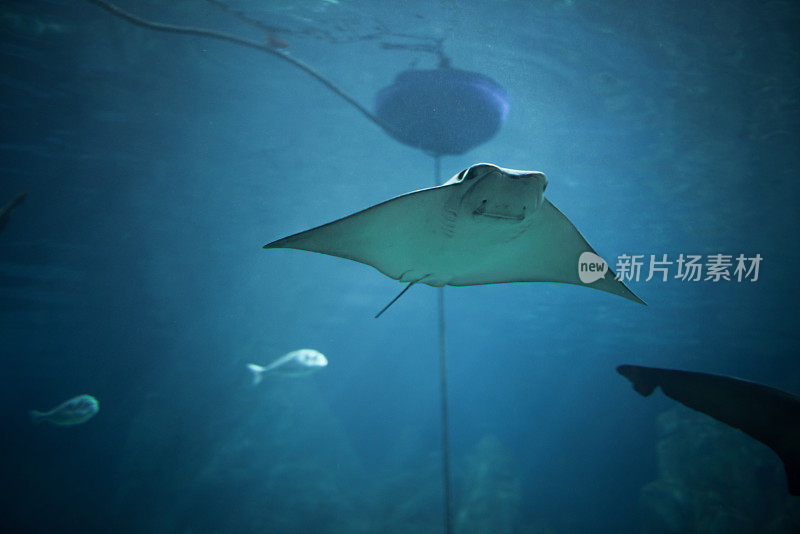 黄貂鱼在水族馆