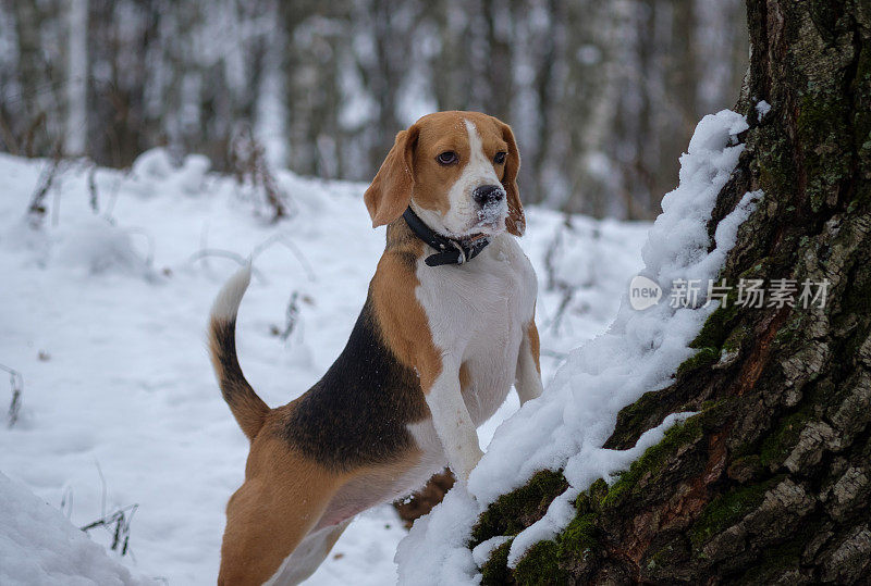 比格犬在冬天的雪地里散步