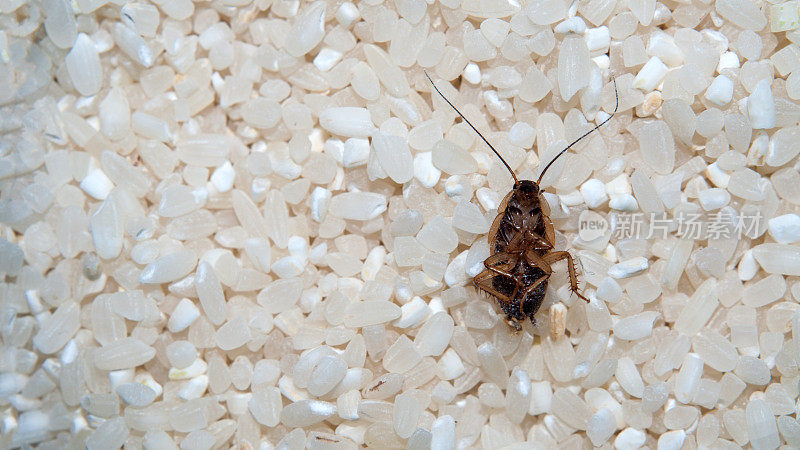 死蟑螂是指杀灭蟑螂。大米的特写镜头。