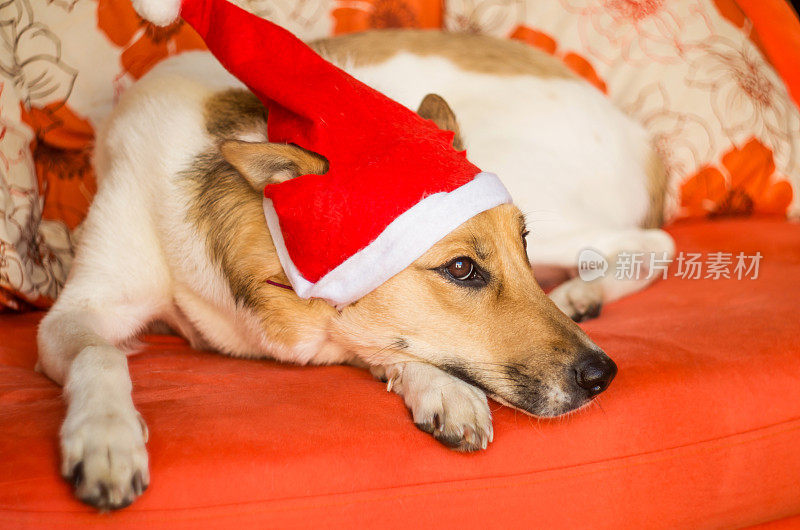 可爱的狗狗戴着圣诞帽子和有趣的耳朵
