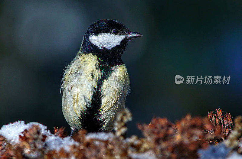 冬季的大山雀