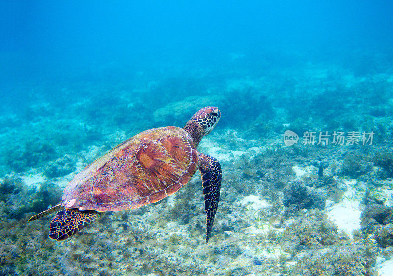 蓝色海水里的海龟。绿色海龟特写。热带珊瑚礁的野生动物。