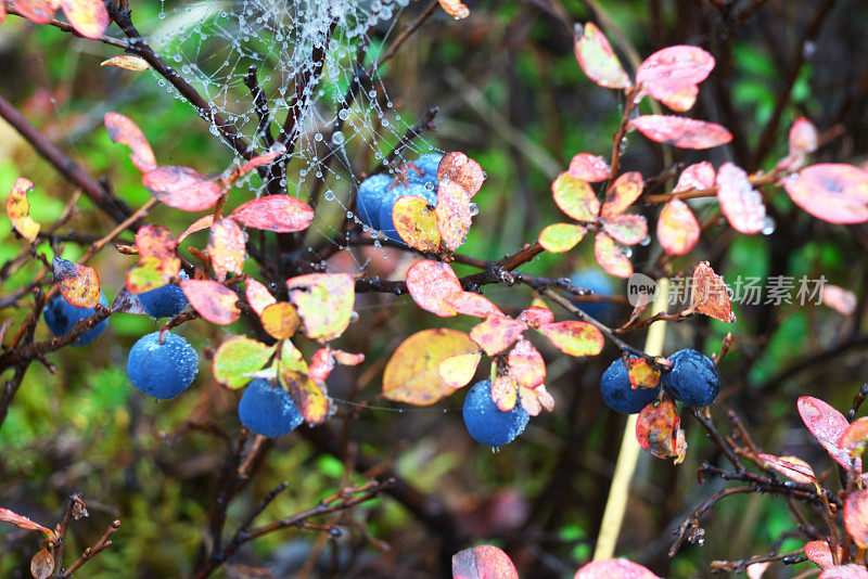 德纳里国家公园秋天成熟的蓝莓灌木和红叶的特写。
