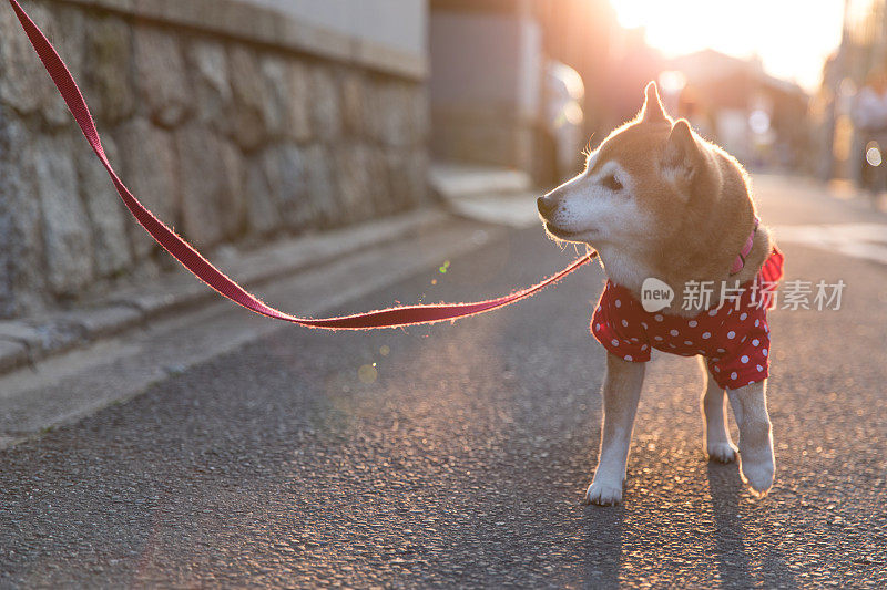 日本柴犬散步