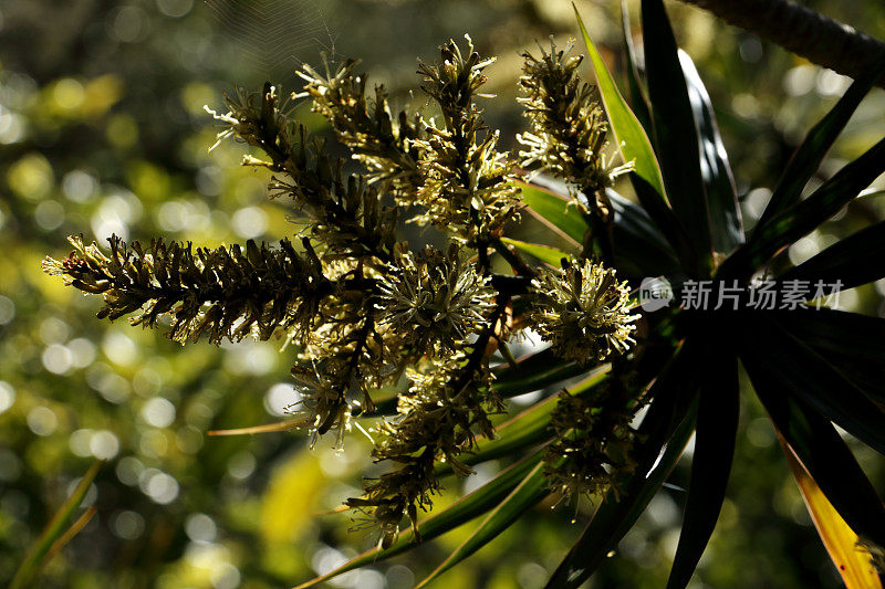 龙齿天门冬科在枝上花集中开花