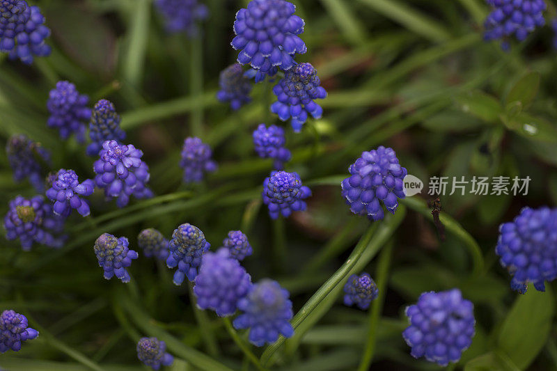 蓝铃花从上面