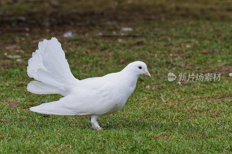 草地上美丽的白鸽