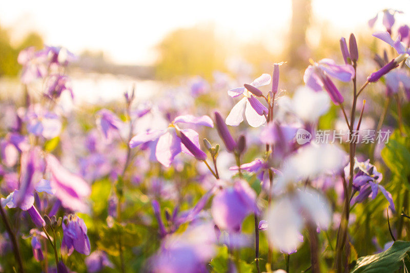 夕阳下的小花